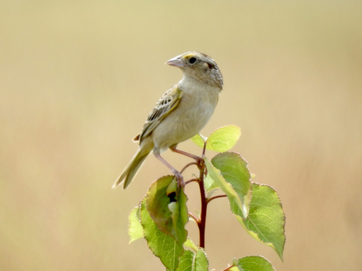 Grasshopper Sparrow - ML620699377