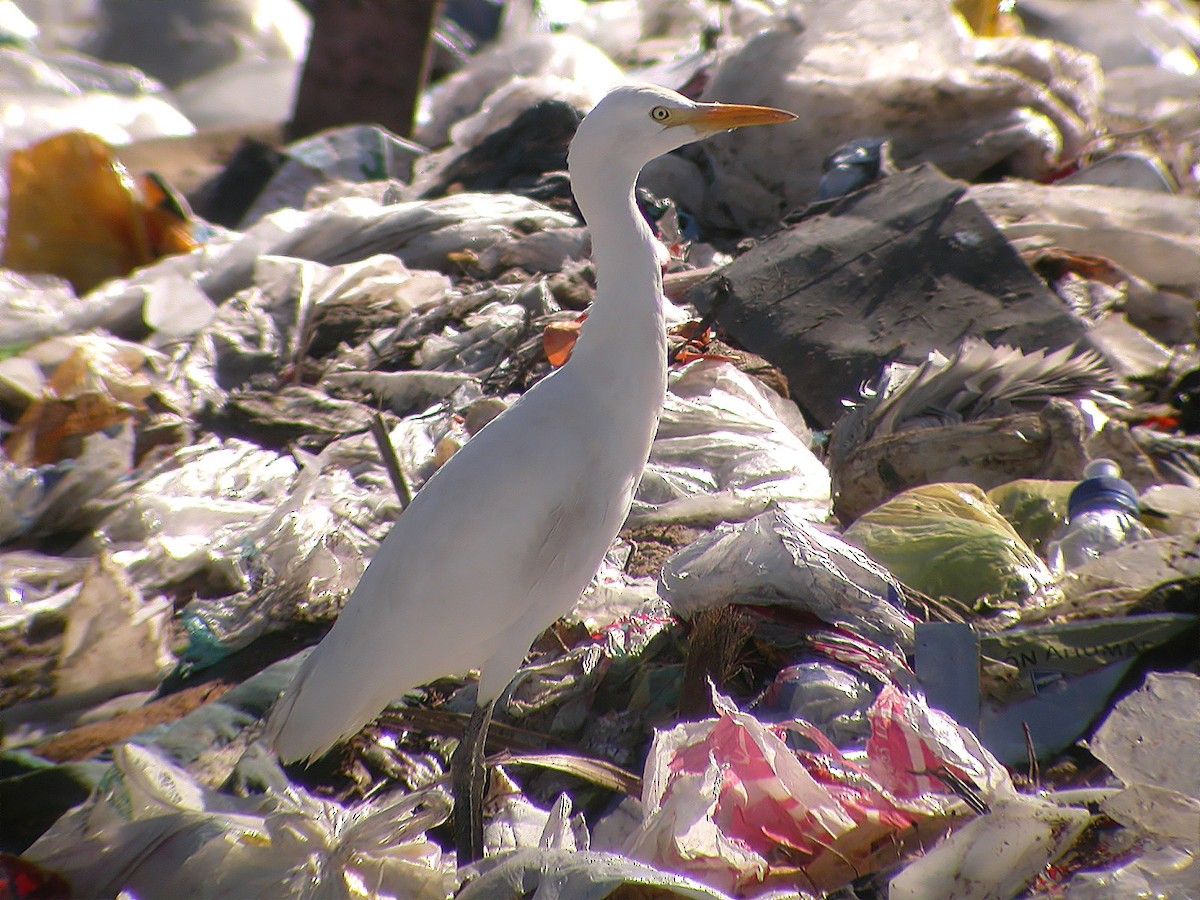 Western Cattle Egret - ML620699380