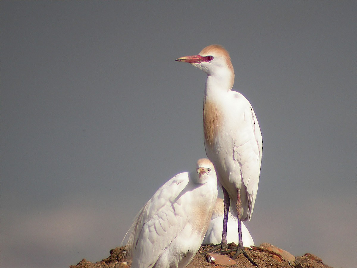 Чапля єгипетська (підвид ibis) - ML620699382