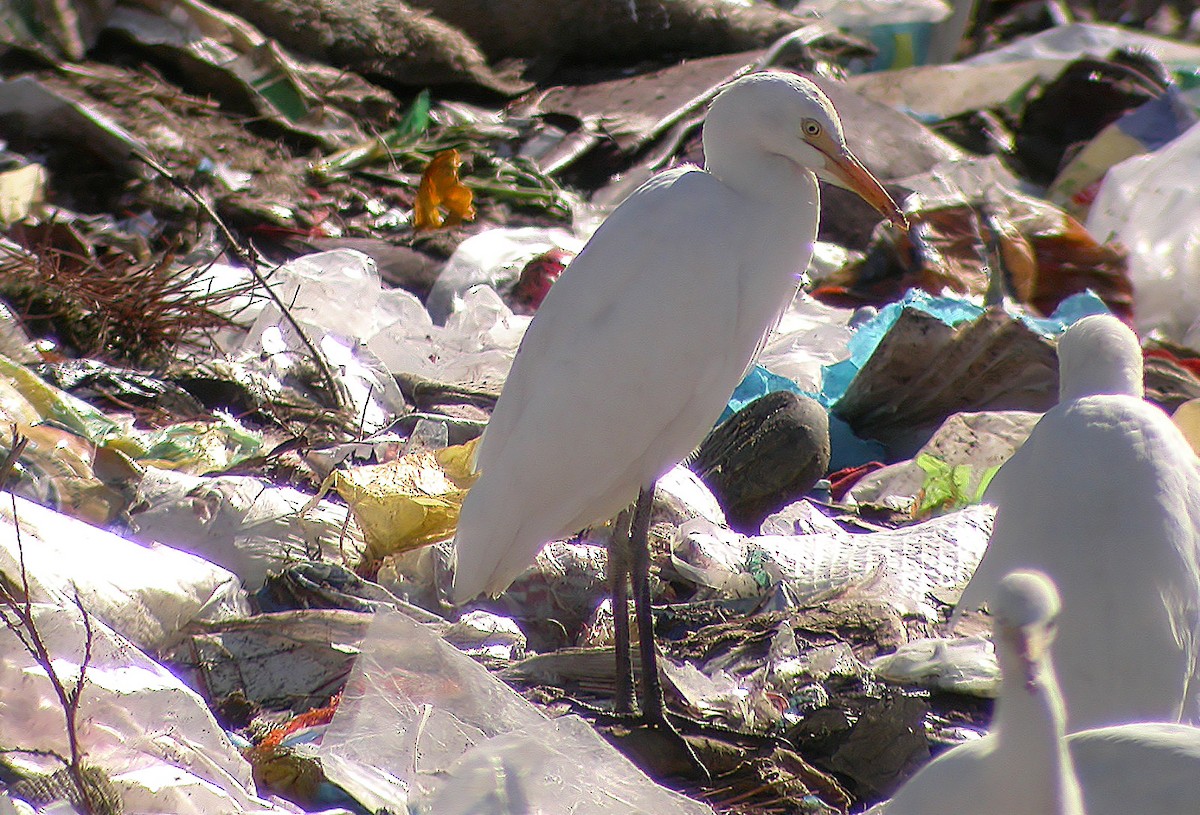 Western Cattle Egret - ML620699383