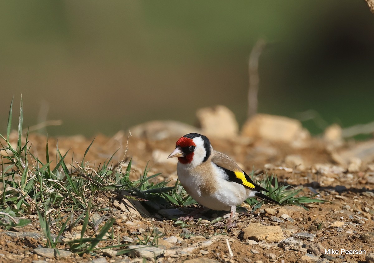 Chardonneret élégant - ML620699384