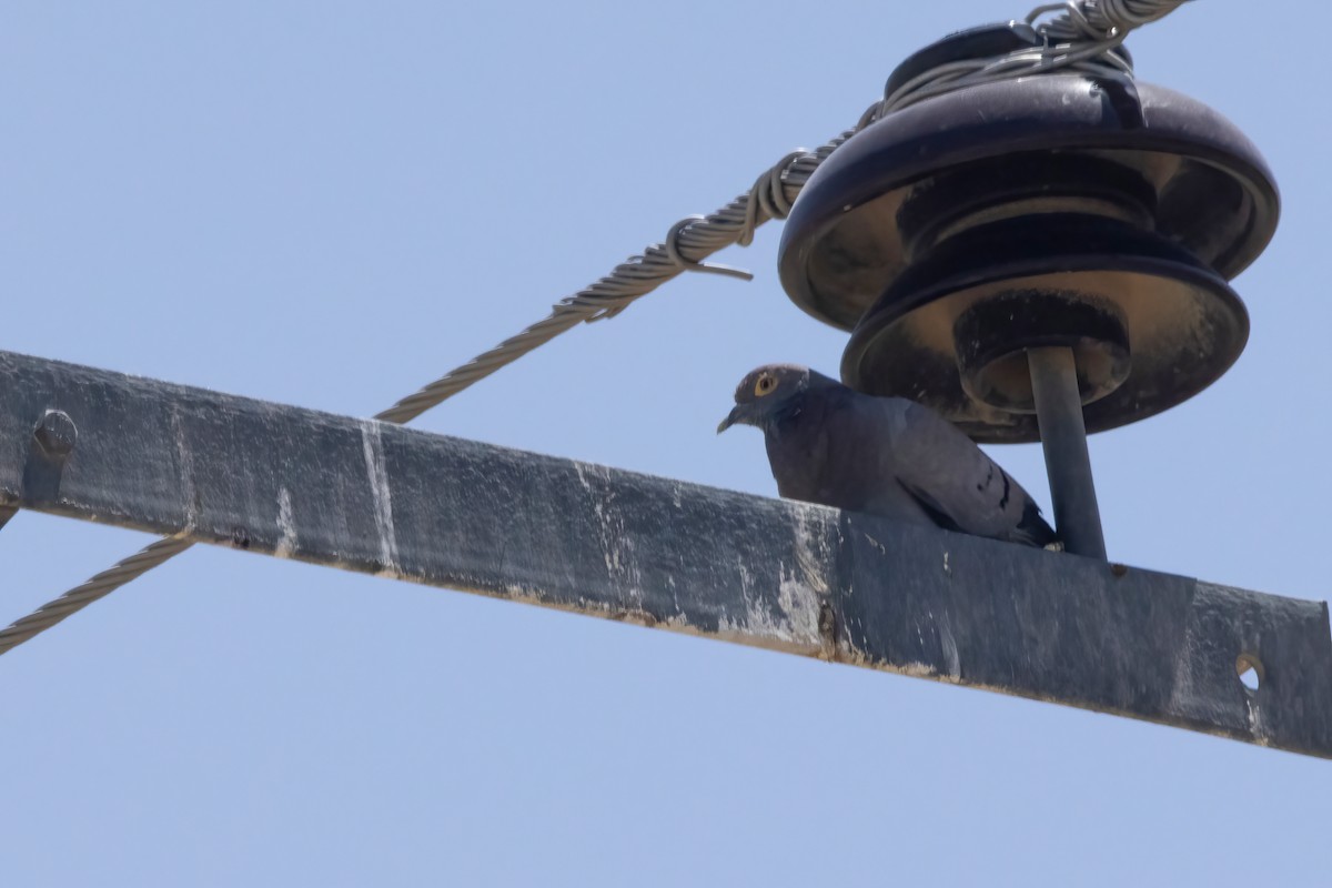 Yellow-eyed Pigeon - ML620699385