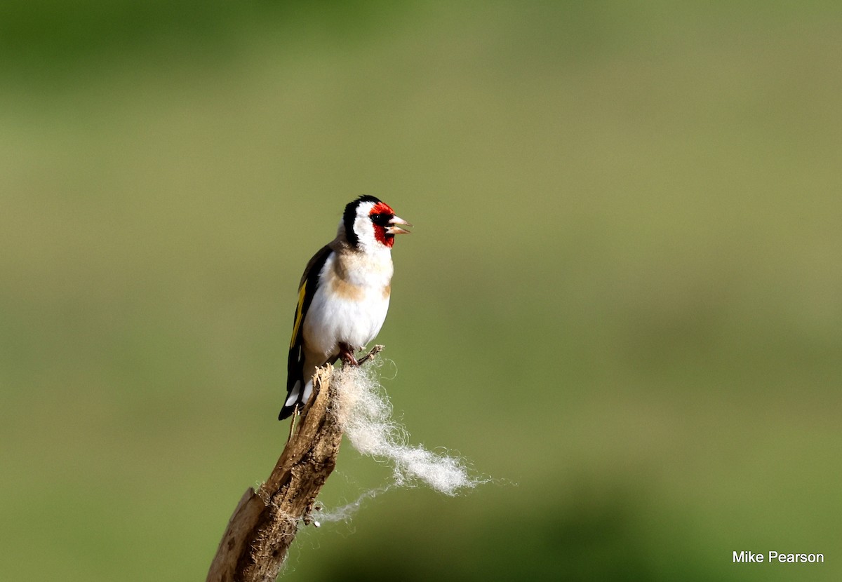 European Goldfinch - ML620699387