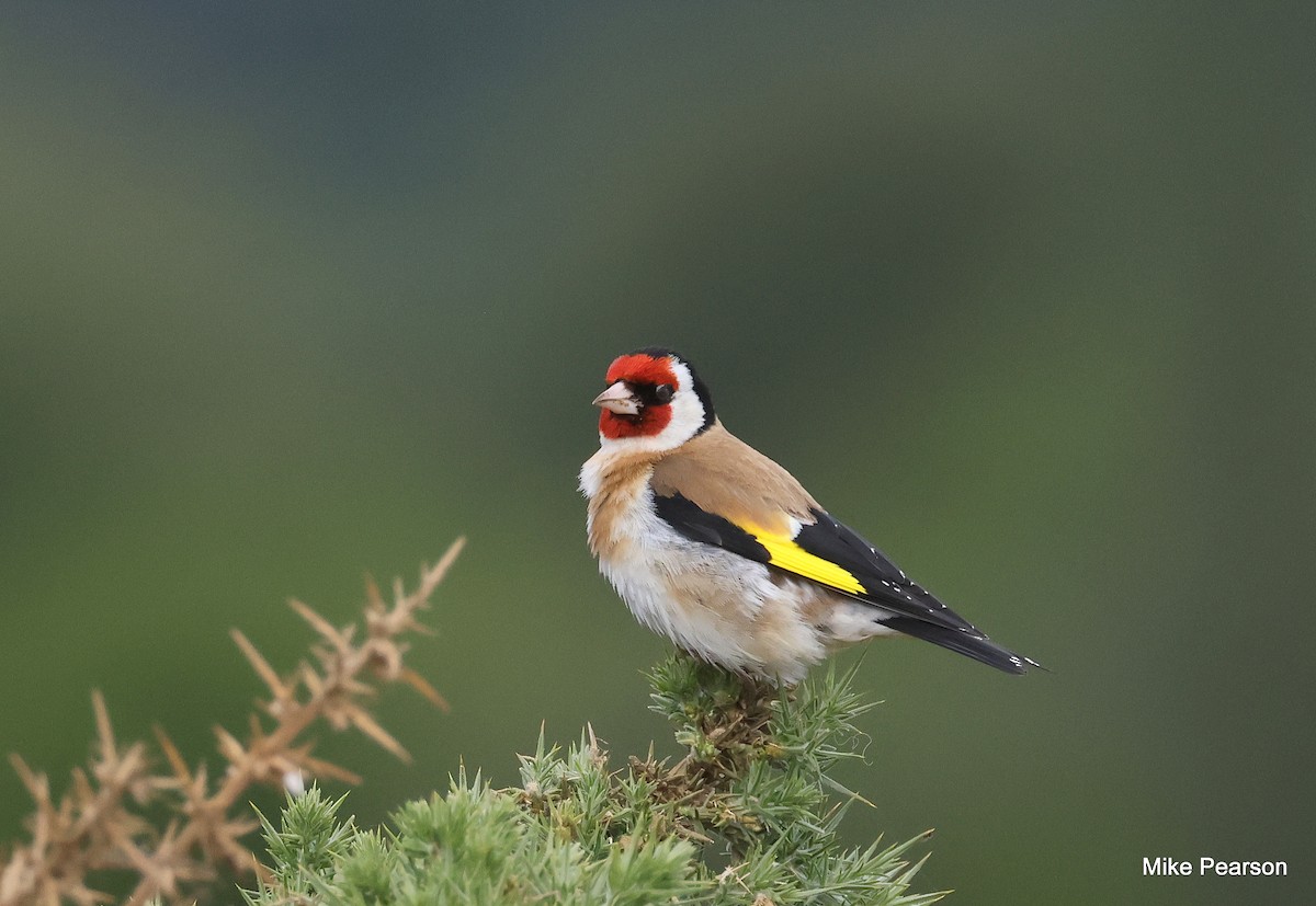 European Goldfinch - ML620699393