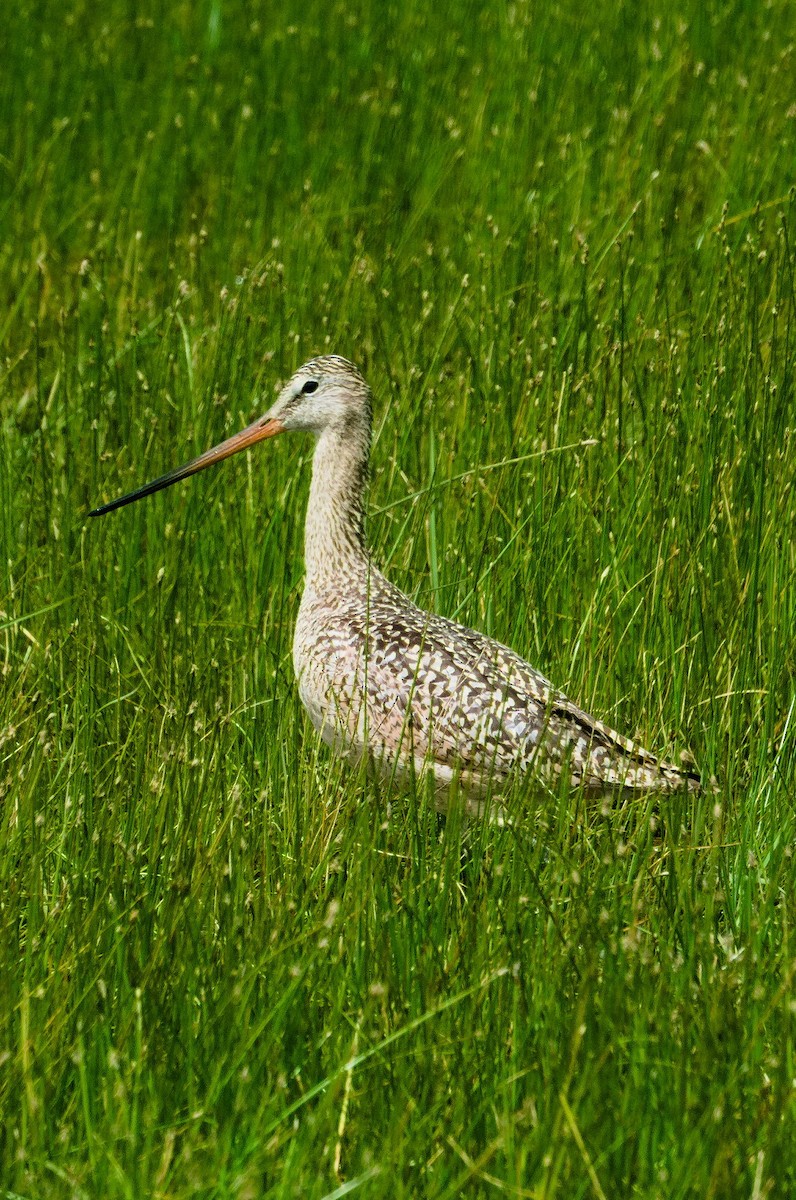 Marbled Godwit - ML620699395