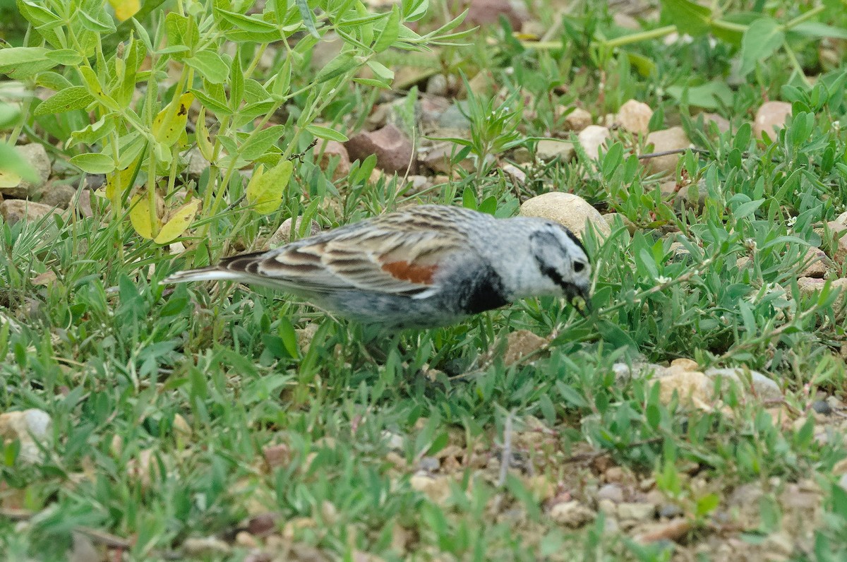 Thick-billed Longspur - ML620699398