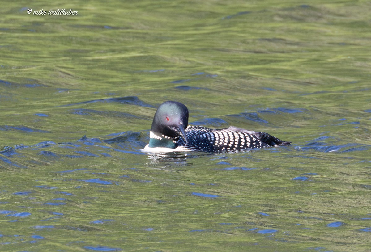 Plongeon huard - ML620699399