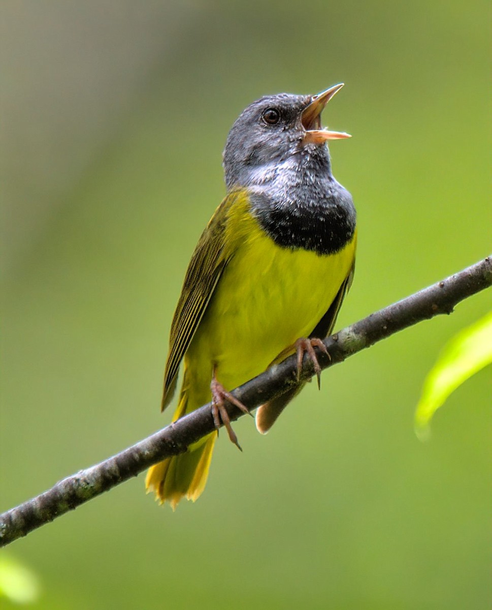 Mourning Warbler - ML620699402