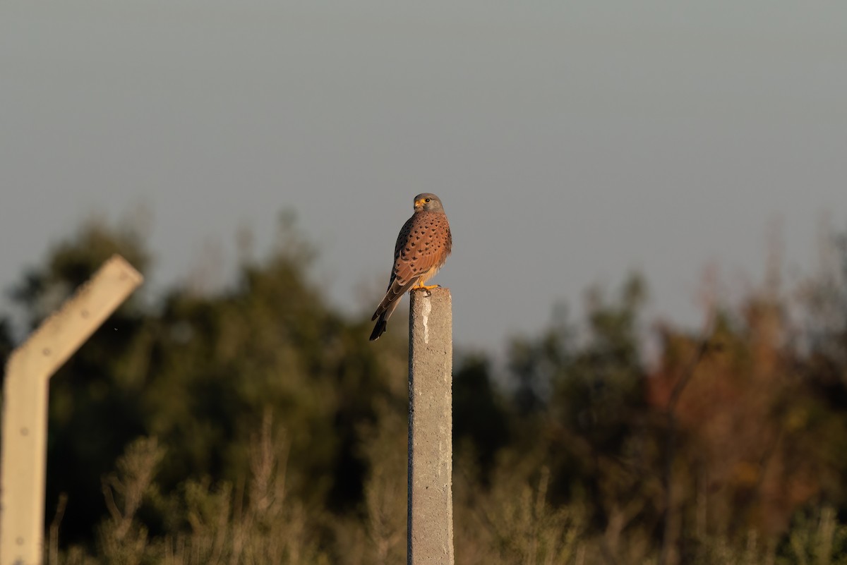 Eurasian Kestrel - ML620699403