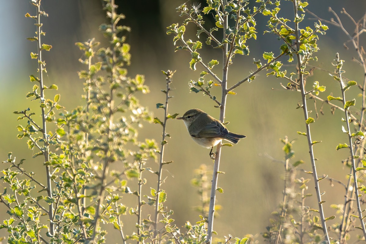 Common Chiffchaff - ML620699404