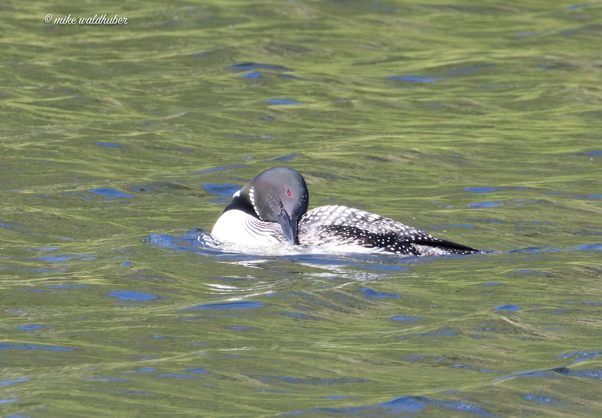 Plongeon huard - ML620699405