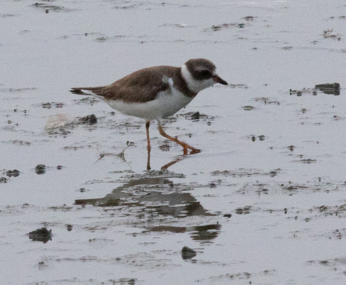 Semipalmated Plover - ML620699406