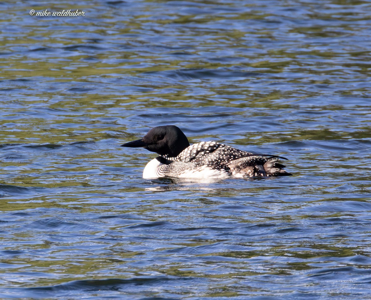 Plongeon huard - ML620699408