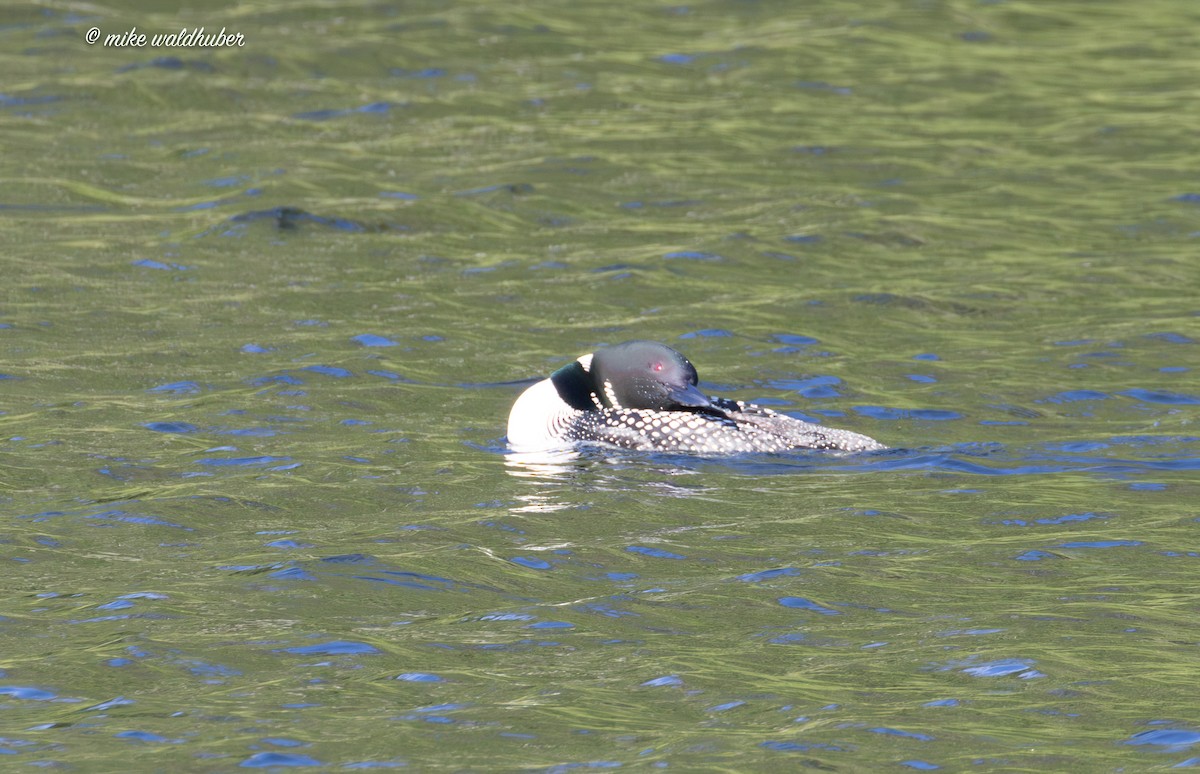 Common Loon - Mike Waldhuber