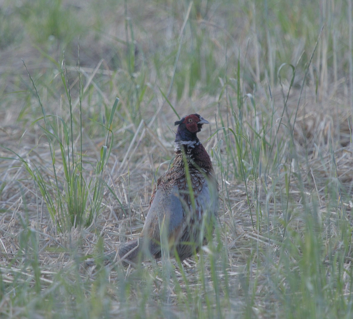 Ring-necked Pheasant - ML620699410