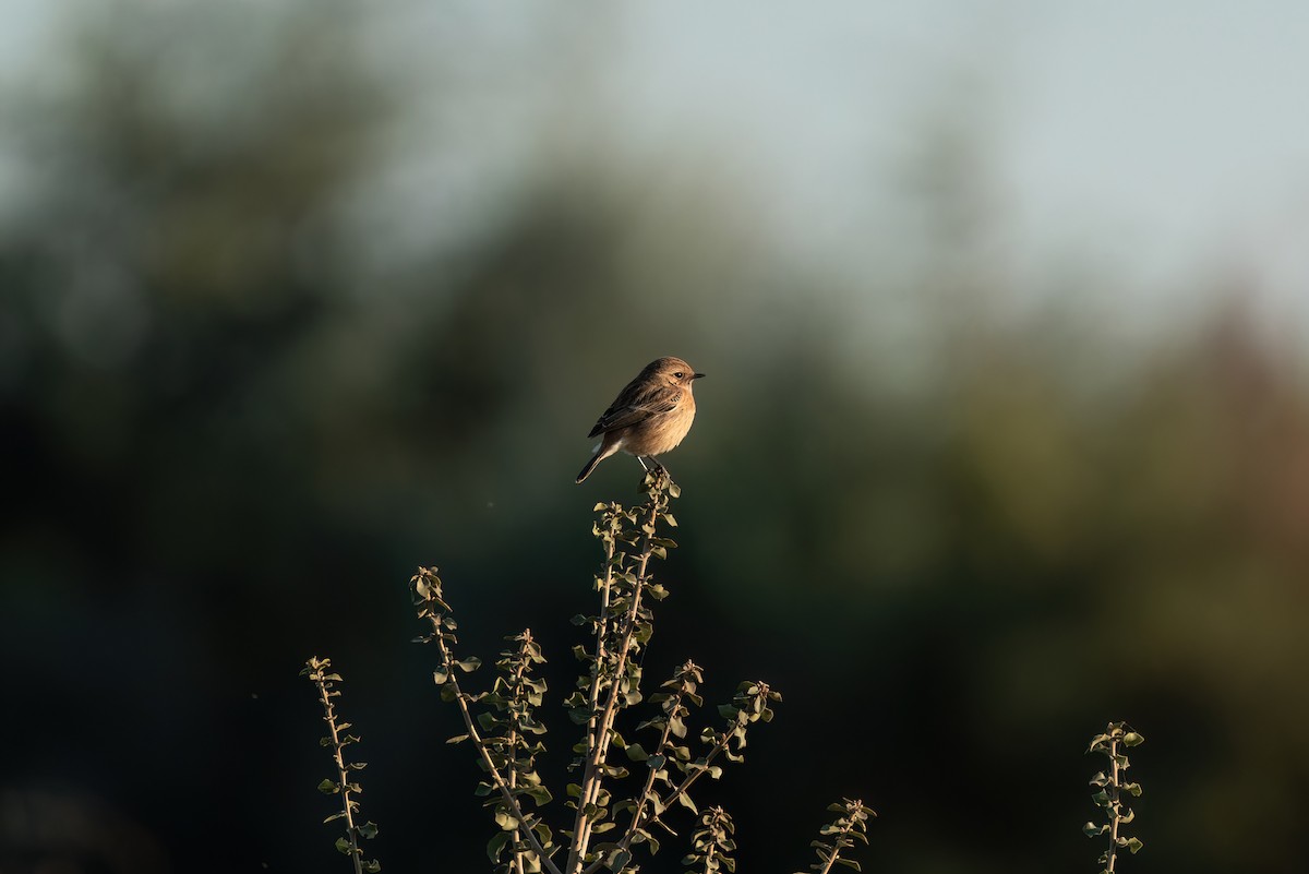 European Stonechat - ML620699411