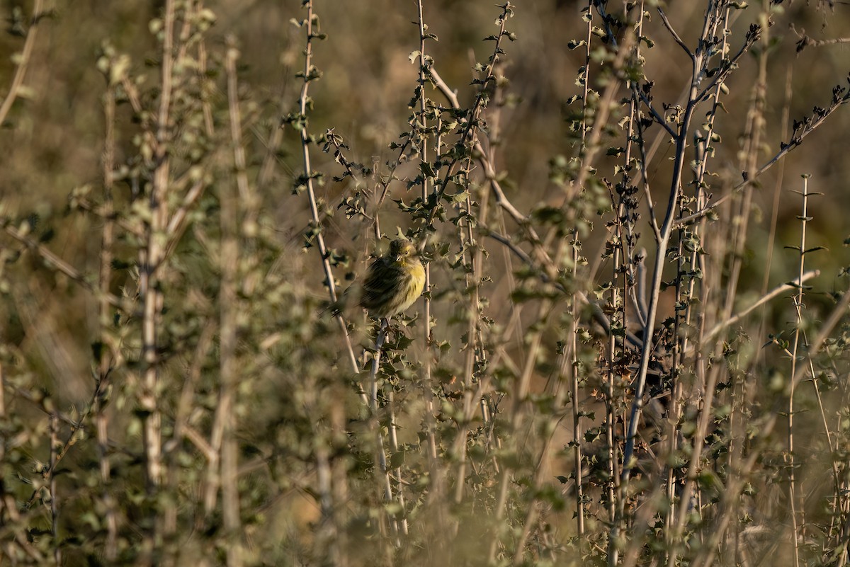 European Serin - ML620699432