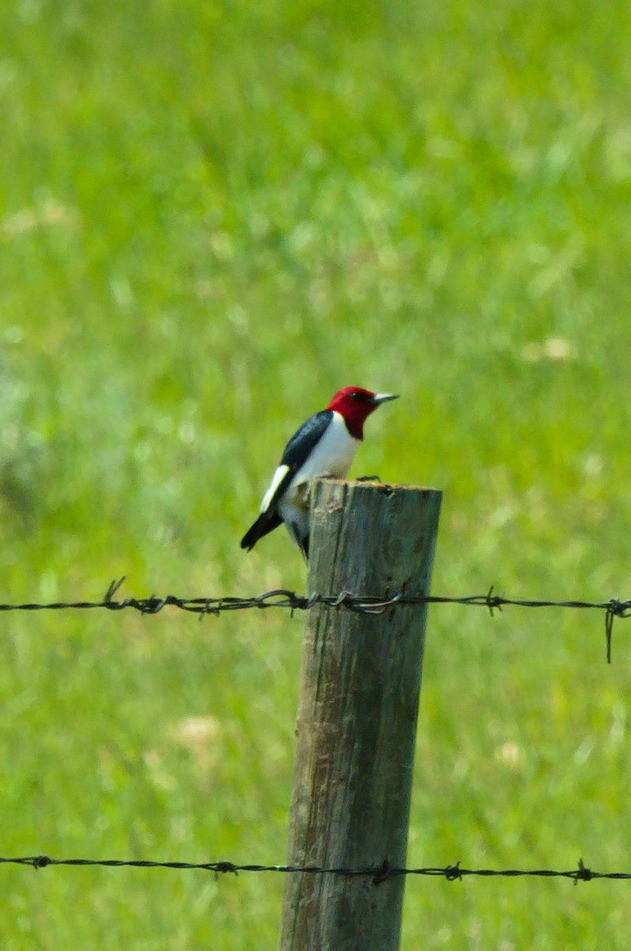 Red-headed Woodpecker - ML620699433