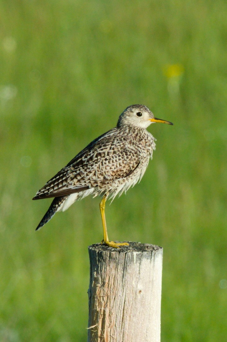 Upland Sandpiper - David Britton