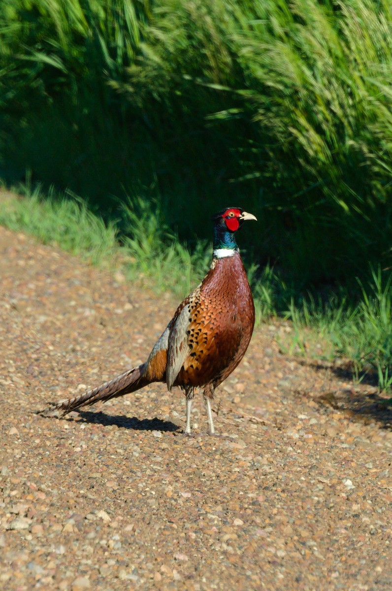 Ring-necked Pheasant - ML620699440