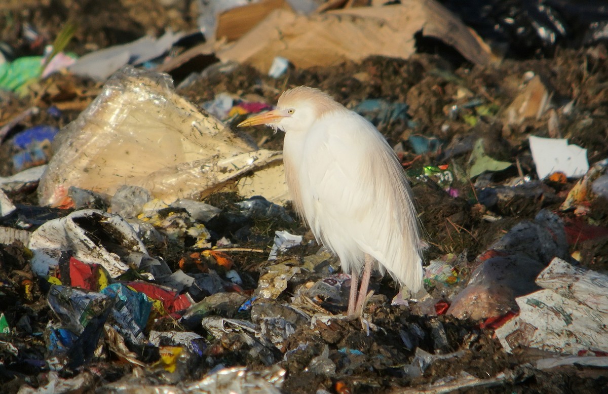 Western Cattle Egret - ML620699442