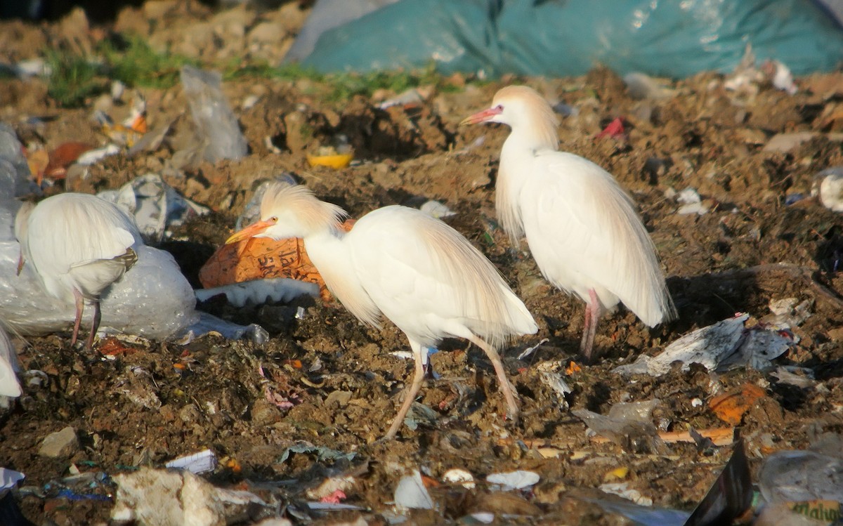 Western Cattle Egret - ML620699443