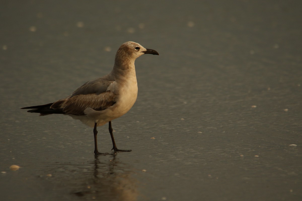 Laughing Gull - ML620699444