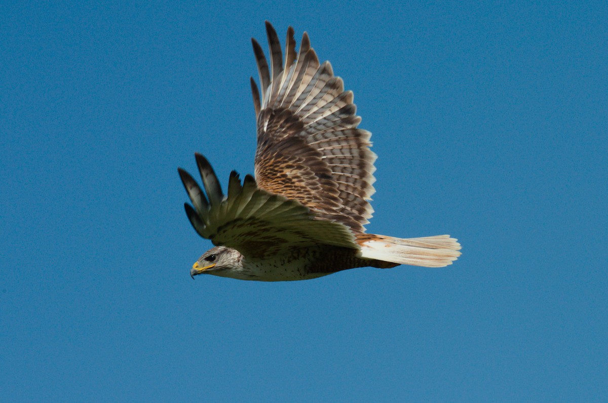 Ferruginous Hawk - ML620699445