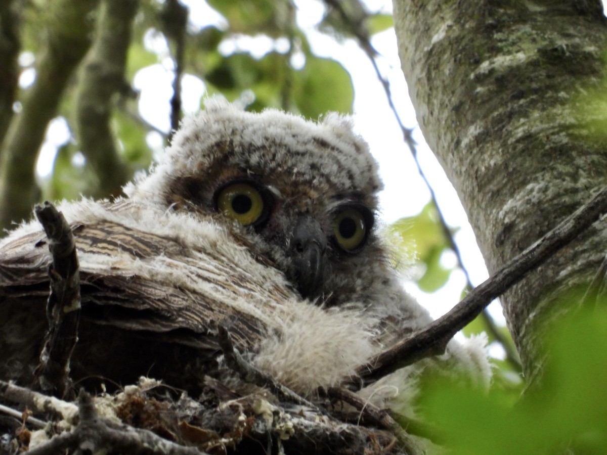 Great Horned Owl - ML620699446