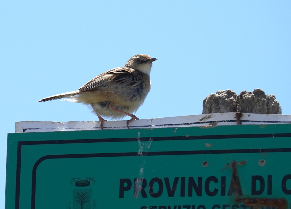 Zitting Cisticola - ML620699447