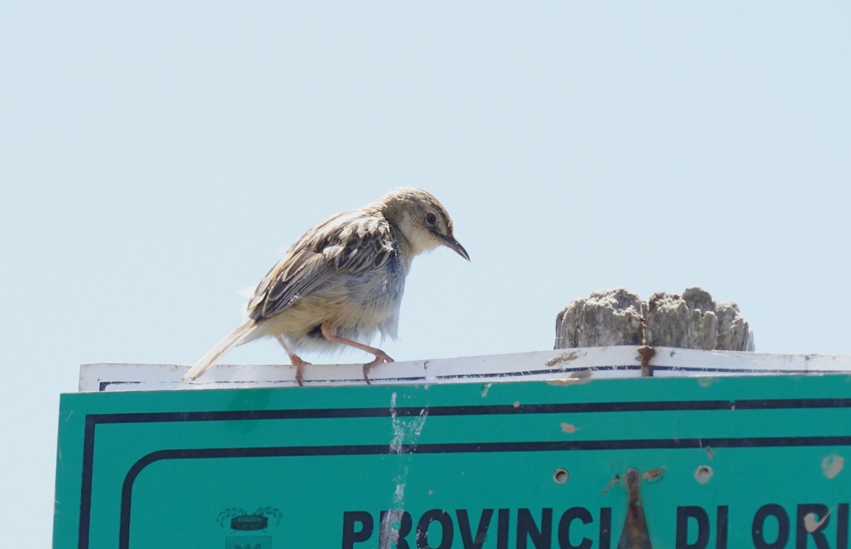 Zitting Cisticola - ML620699448