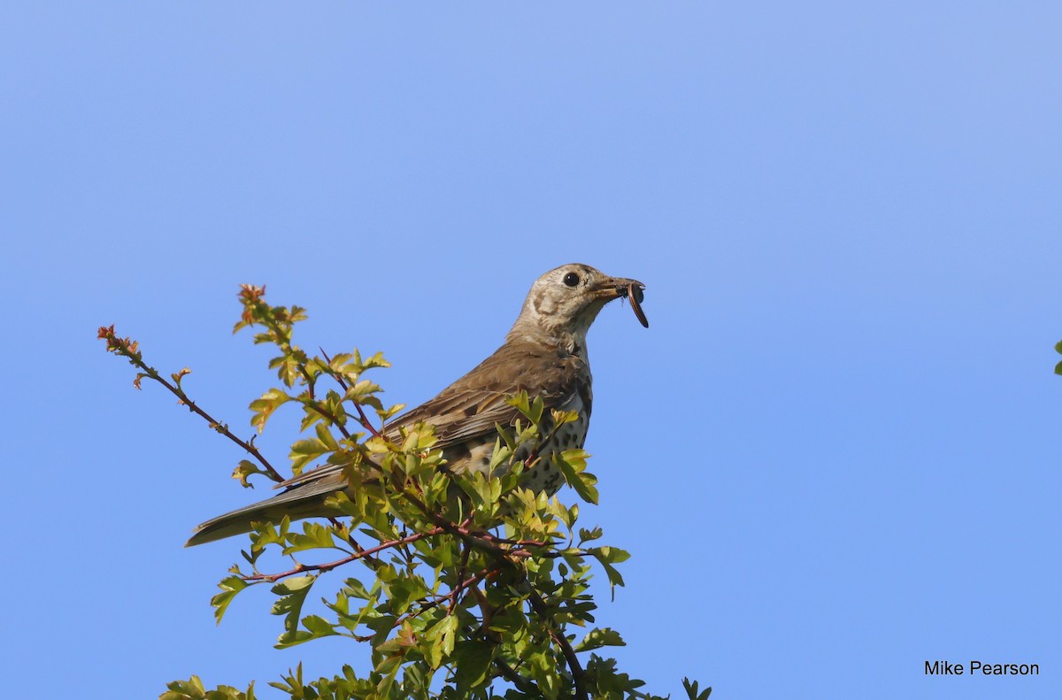 Mistle Thrush - ML620699449