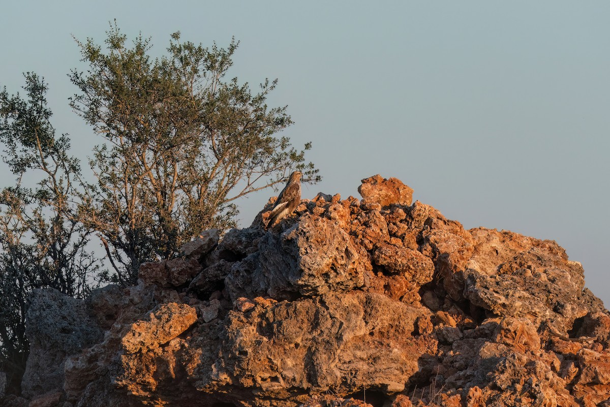 Long-legged Buzzard - Ali COBANOGLU