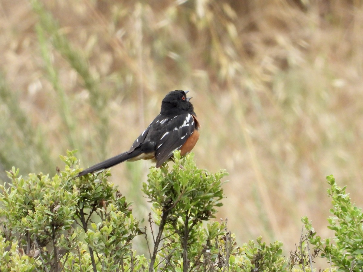 Spotted Towhee - ML620699452