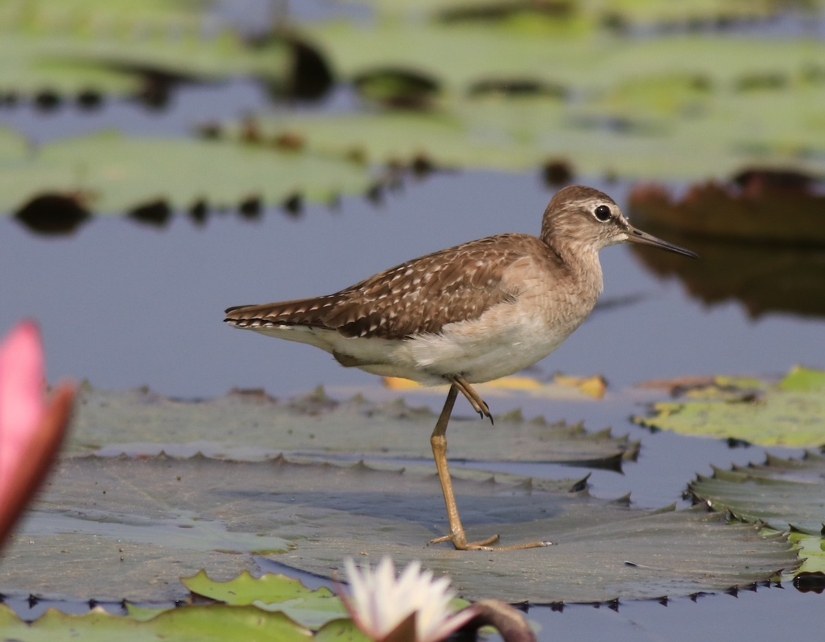 Wood Sandpiper - ML620699457