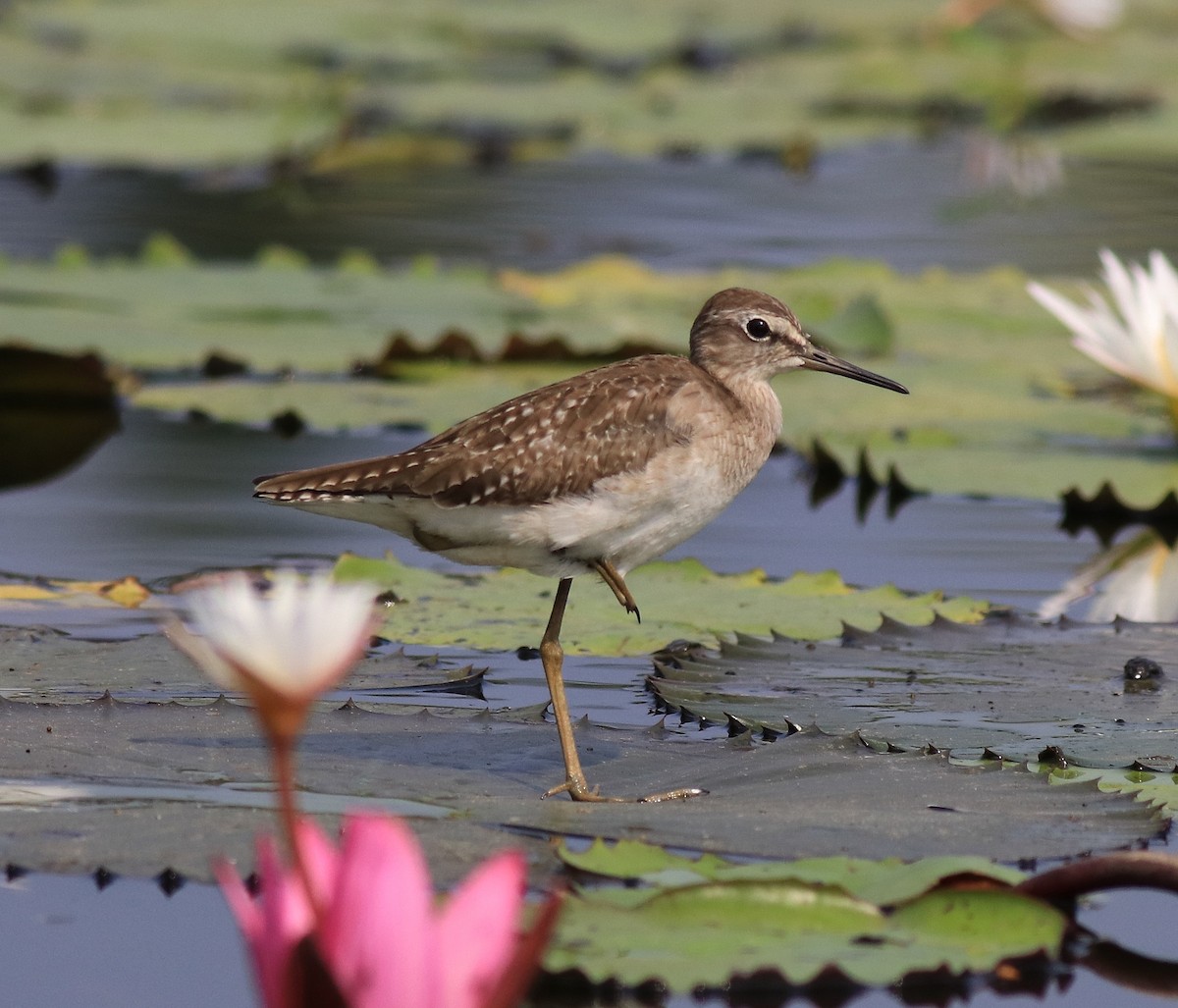 Wood Sandpiper - Afsar Nayakkan