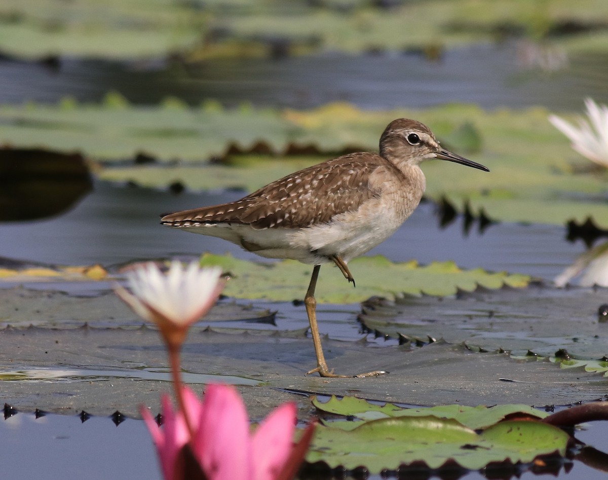 Wood Sandpiper - Afsar Nayakkan