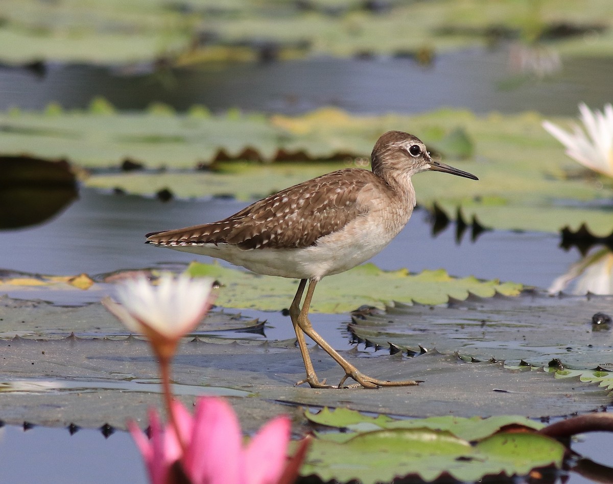 Wood Sandpiper - ML620699466