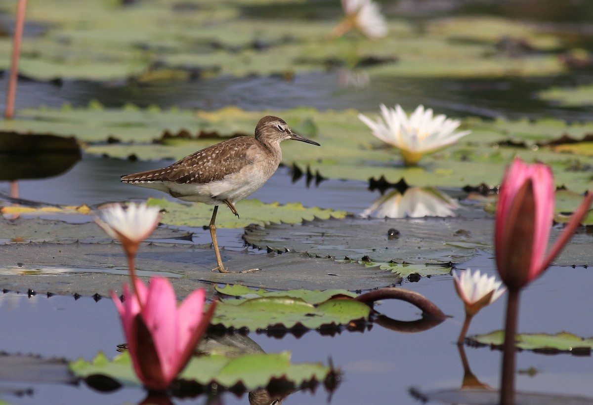 Wood Sandpiper - ML620699475