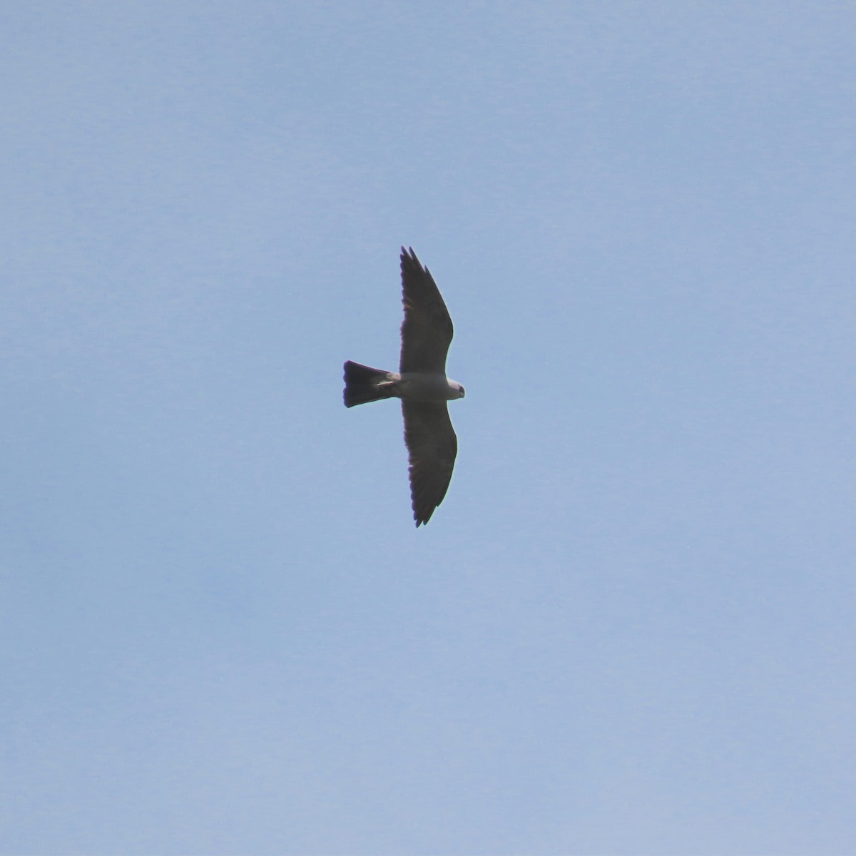 Mississippi Kite - ML620699477