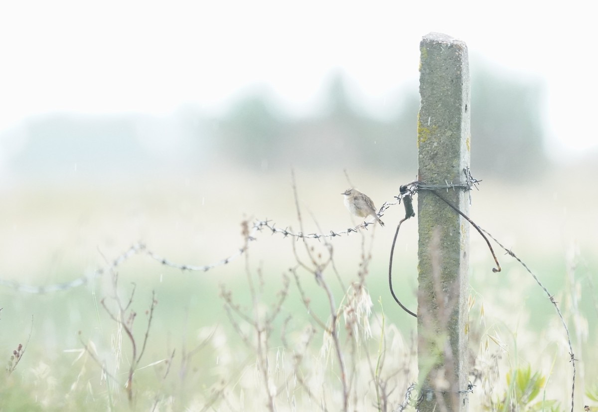 Zitting Cisticola - ML620699482