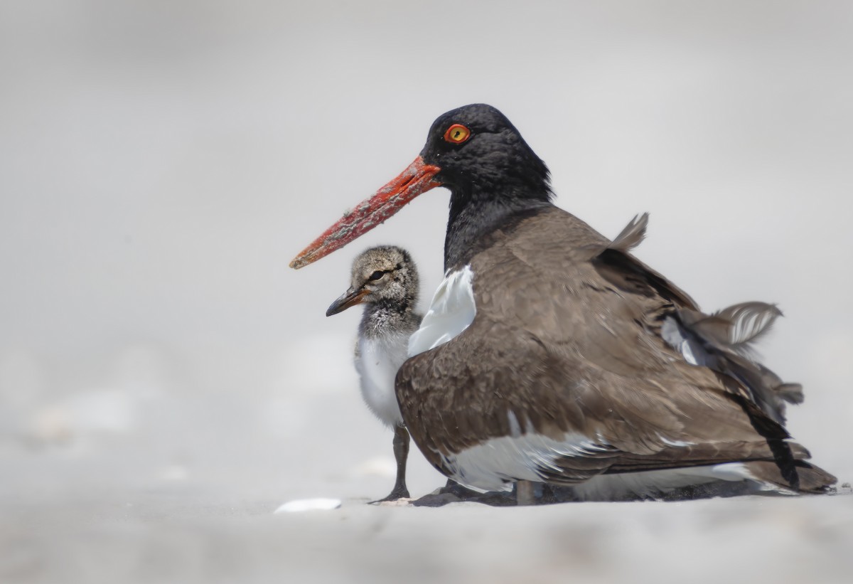 American Oystercatcher - ML620699484