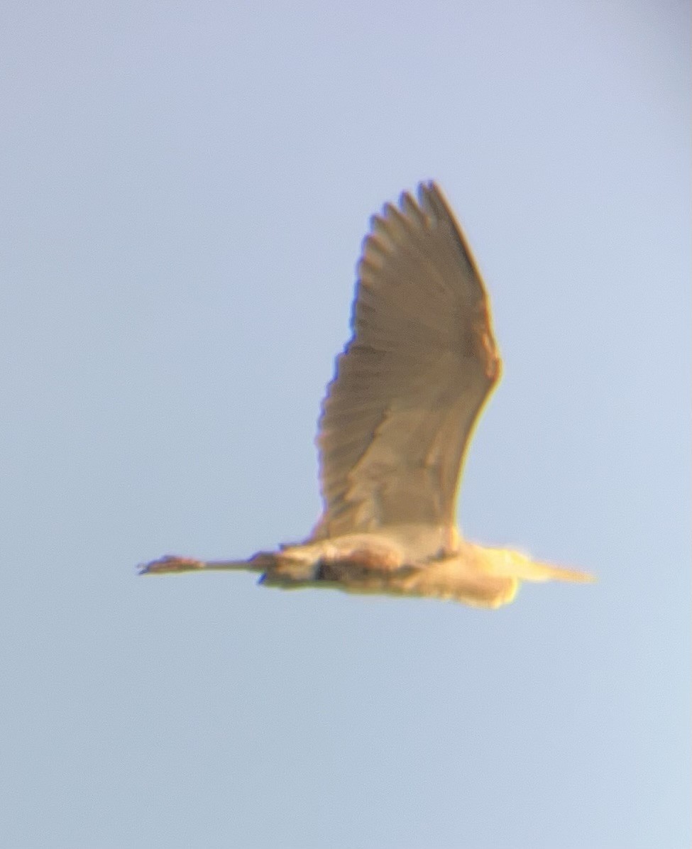 Great Blue Heron - ML620699486