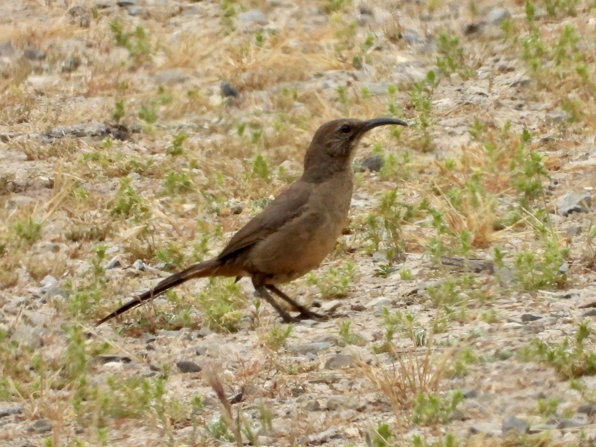 California Thrasher - ML620699488