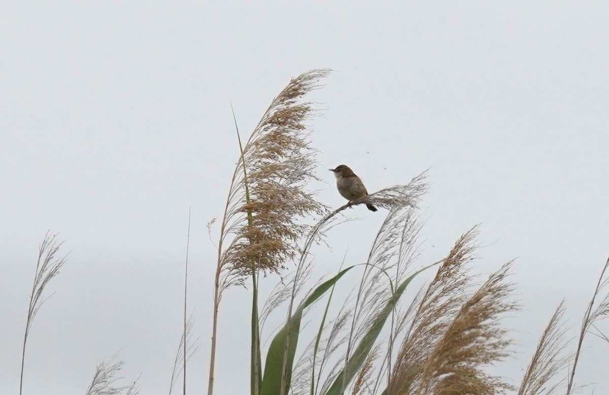 Zitting Cisticola - ML620699491