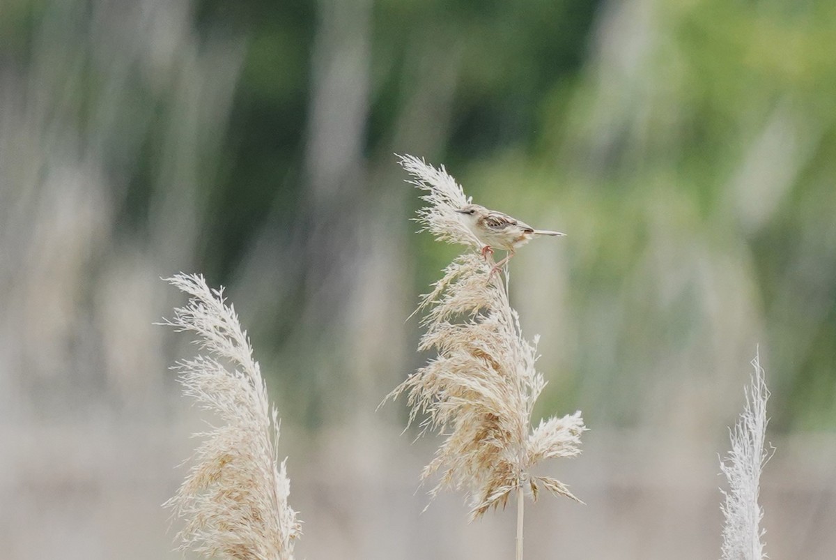 Zitting Cisticola - ML620699492