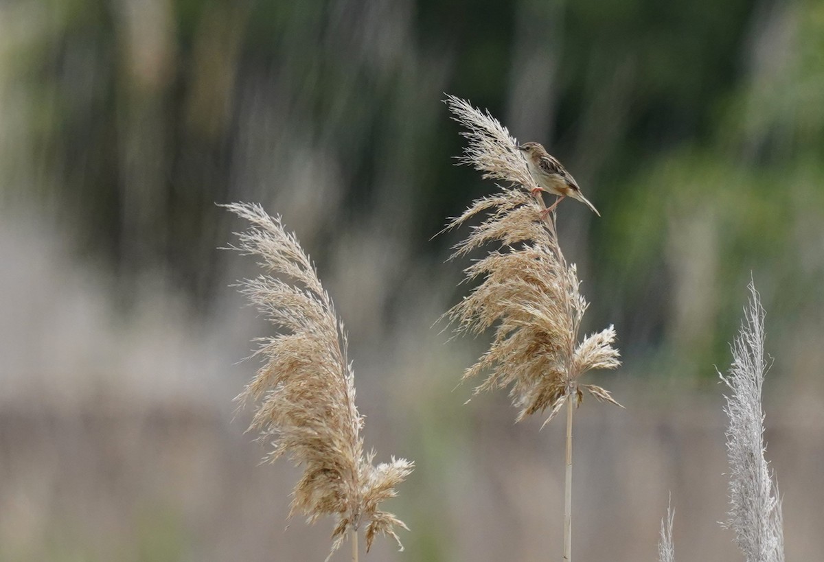 Zitting Cisticola - ML620699493