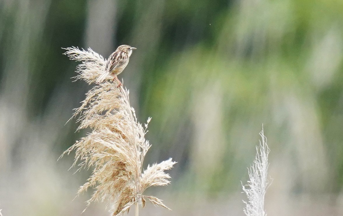 Zitting Cisticola - ML620699494