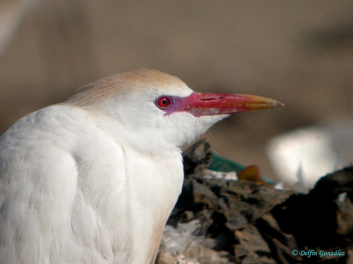 Чапля єгипетська (підвид ibis) - ML620699496