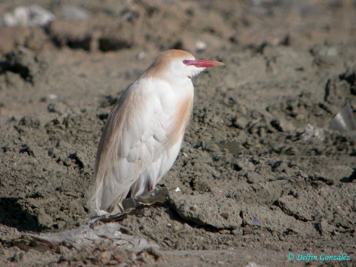 Western Cattle Egret - ML620699497